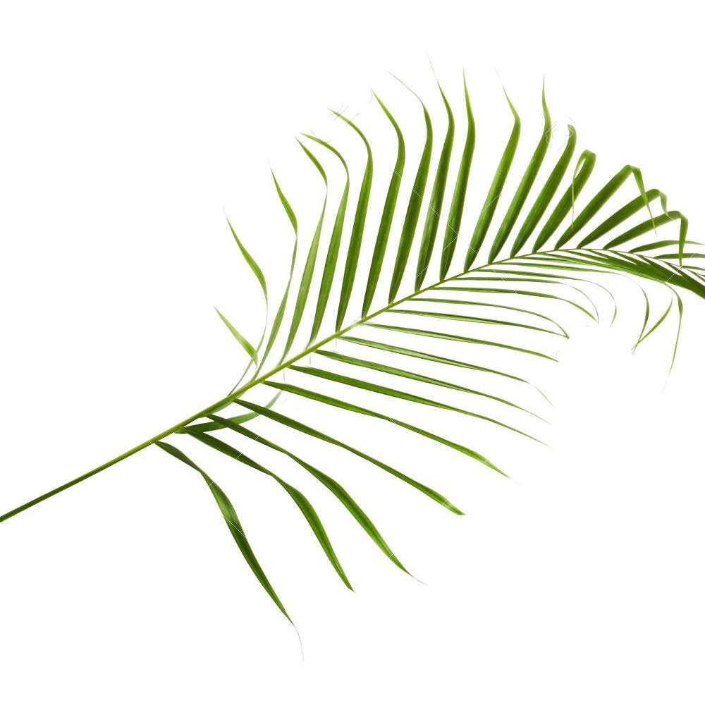 Chamaedorea Elegans -Premium Indoor Plant for Living Room, Bedroom, or Workspace