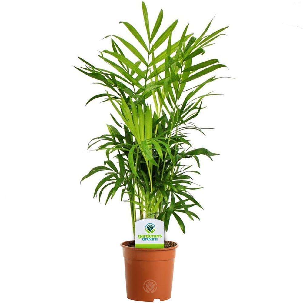 Chamaedorea Elegans -Premium Indoor Plant for Living Room, Bedroom, or Workspace