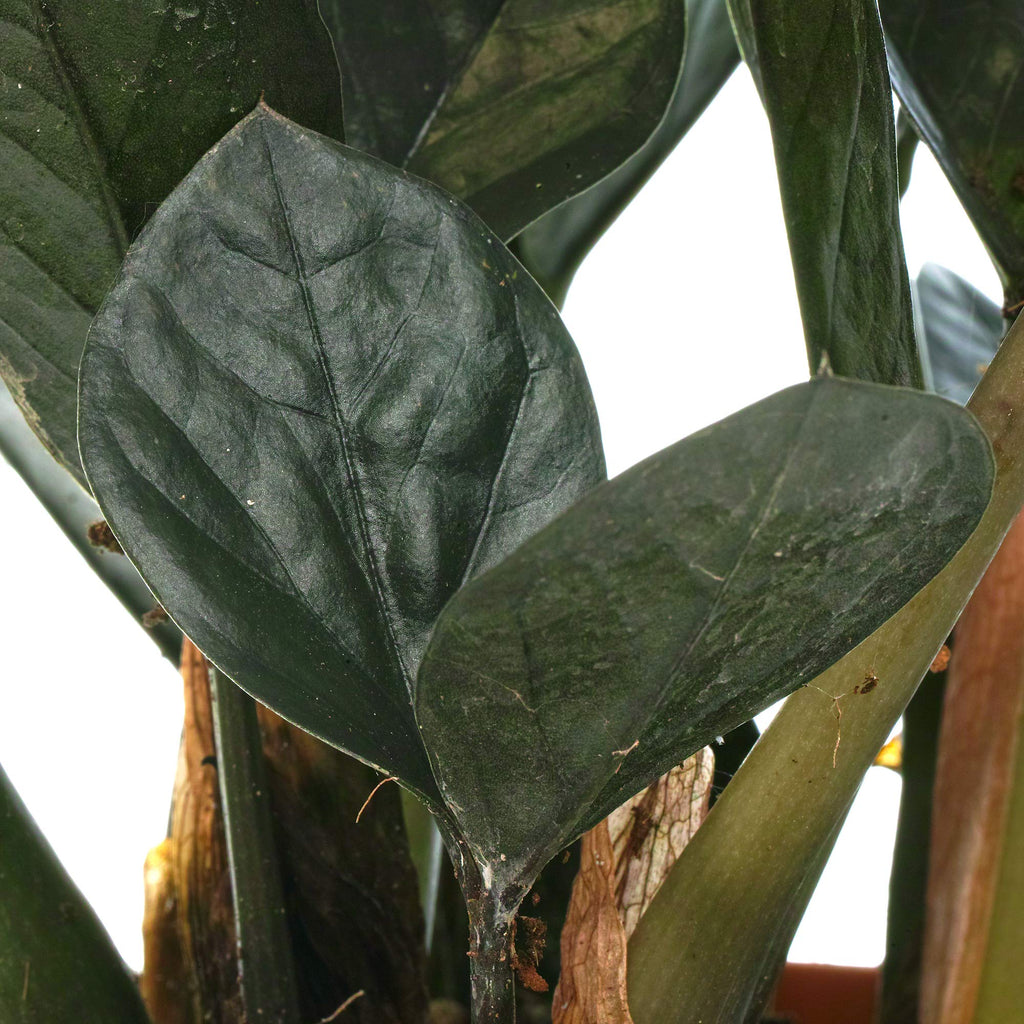 Zamioculcas Raven Black ZZ Plant for Home or Office