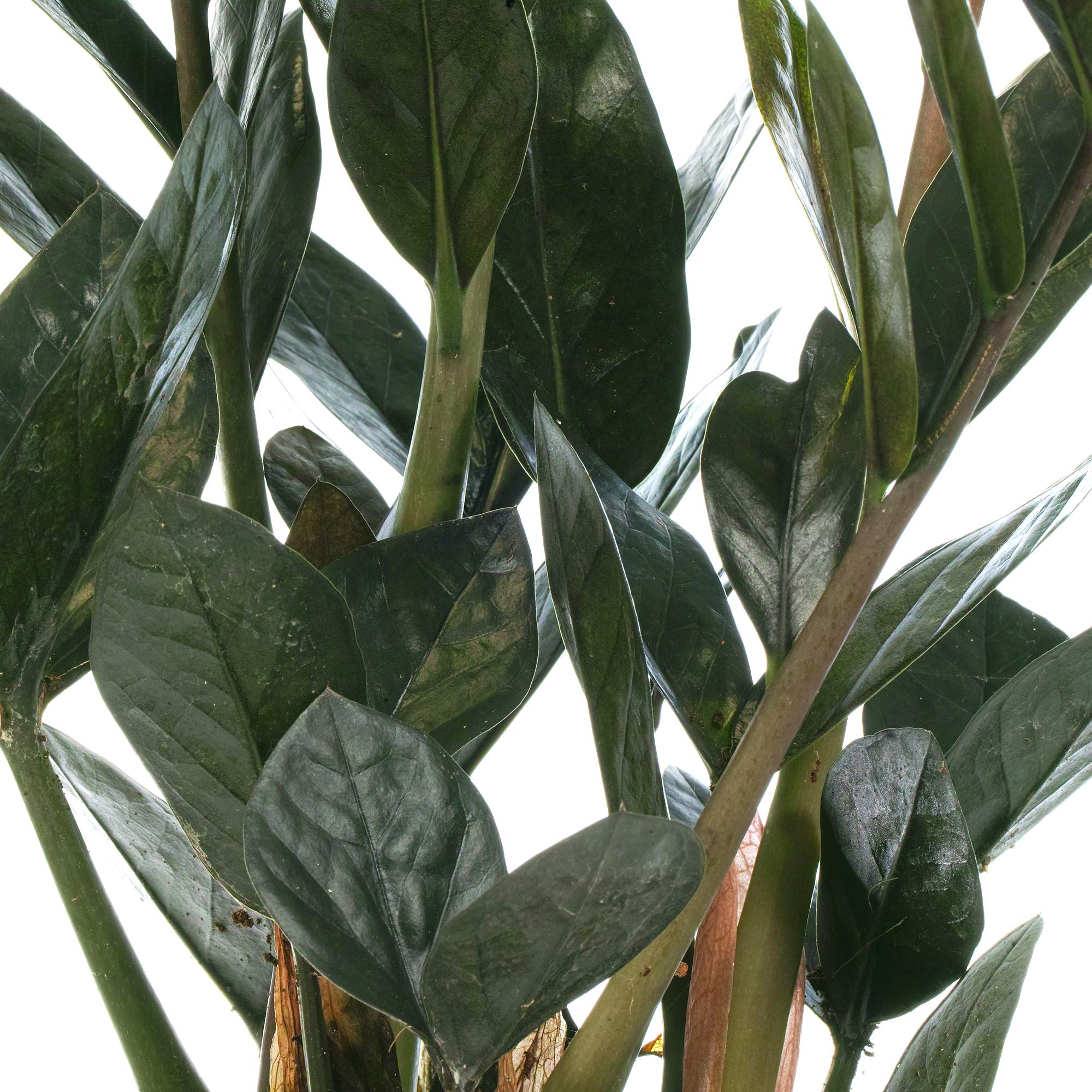 Zamioculcas Raven Black ZZ Plant for Home or Office