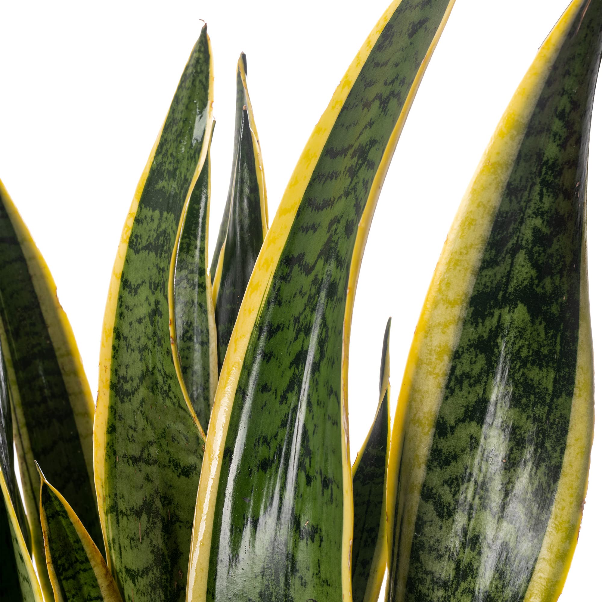 Snake Plant Sansevieria Tall Indoor Plants Exotic Large Trees for Your Home