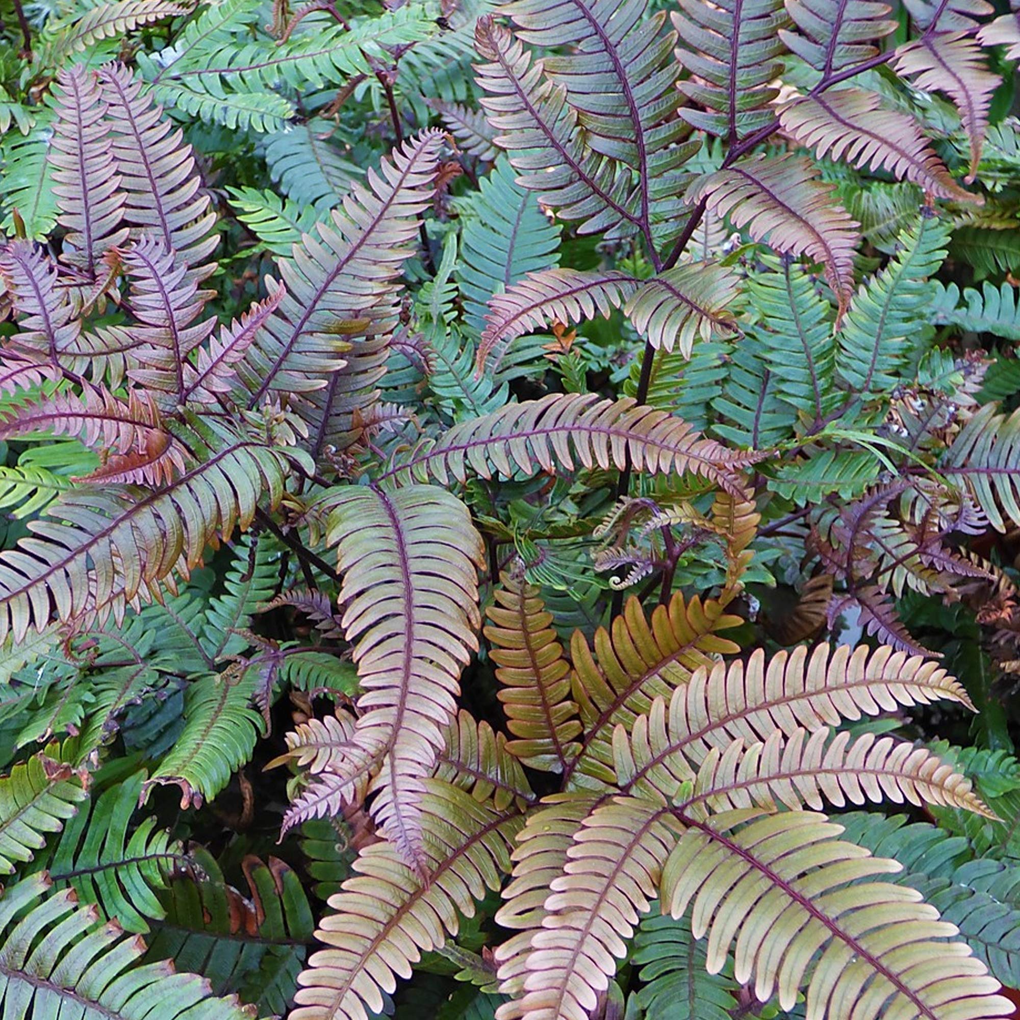 Pteris Tricolor Painted Brake Fern Plant for Home or Office